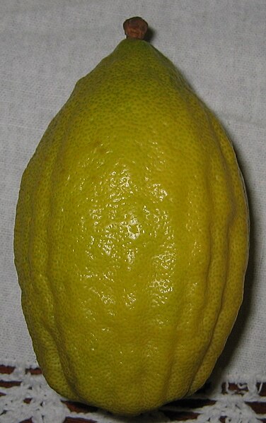 File:Etrog with Pitom.jpg