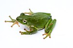 Thumbnail for American green tree frog