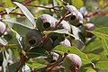 Corymbia, capsules (Fruit)