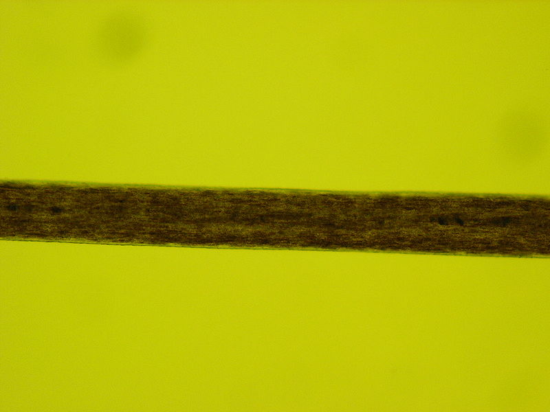 File:Human Hair 10x.JPG