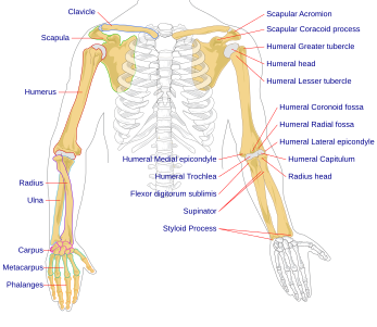 File:Human arm bones diagram.svg