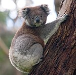 Un koala en Australia