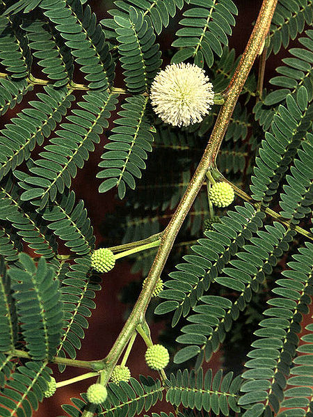 Файл:Leucaena leucocephala.jpg