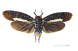 Lystra lanata