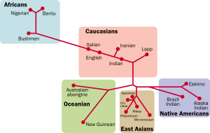 A map with five colored squares, depicting the genetic split between 18 different human groups of the world.