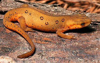 Eastern newt