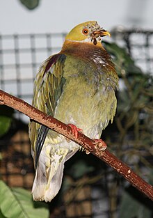 Ornate Fruit Dove 054.jpg