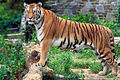 In China, a Tiger is considered to have special powers and give strength and good health