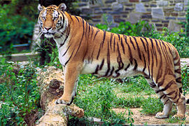 Bengal tiger in Sundarbans