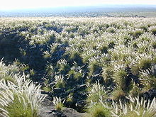 Pennisetum setaceum-Guinther.jpg