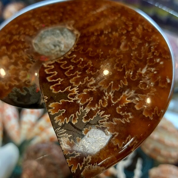 File:Polished fossil ammonite 005.jpg