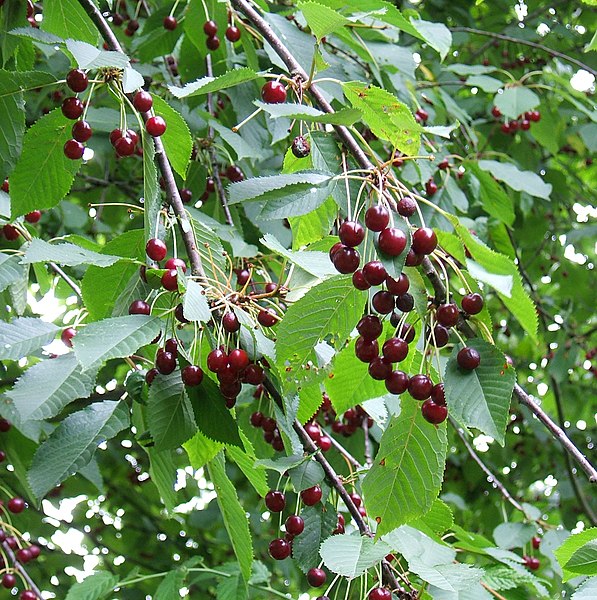 File:Prunus avium fruit.jpg