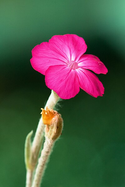 File:Silene coronaria-001.jpg