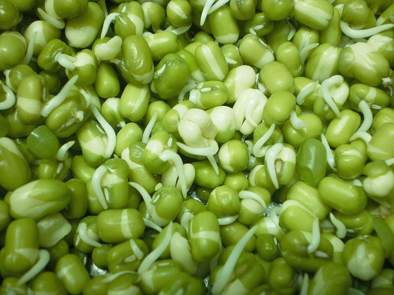 File:Sprouted-green-gram-cherupayaru.JPG