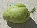 Sprouting chayote, showing reproductive process of this plant