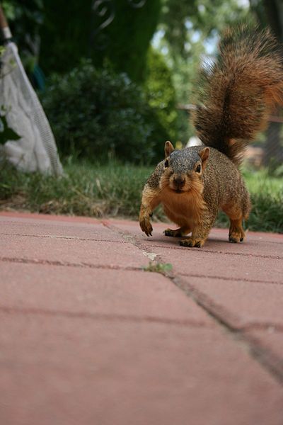 File:Squirrel 001.JPG