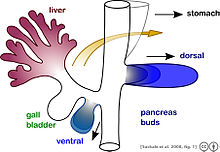 Suckale08FBS fig1 pancreas development.jpeg