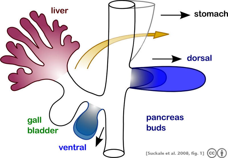 File:Suckale08FBS fig1 pancreas development.jpeg