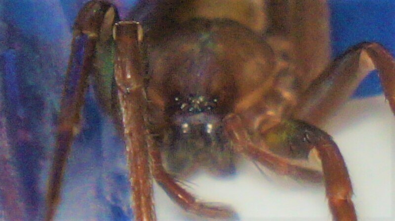 File:Titiotus sp. head view.jpg