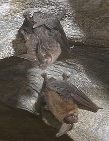 Townsend's big-eared bat