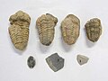 Ejemplos de diversos géneros de trilobites