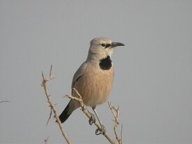 Саксаульная сойка