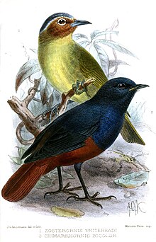 ZosterornisChimarrhornisKeulemans.jpg