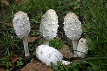 - Coprinus comatus -.jpg