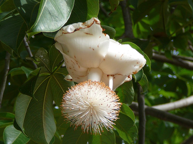 File:Adansonia digitata 0013.jpg