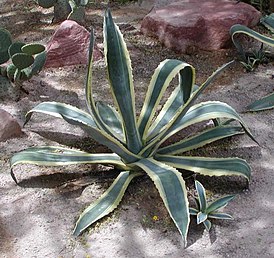 Agave americana