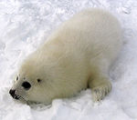 A white seal pup on the snowy ground with large black eyes and nose