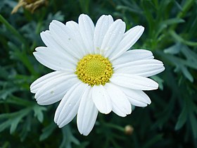 Wild-type flower head