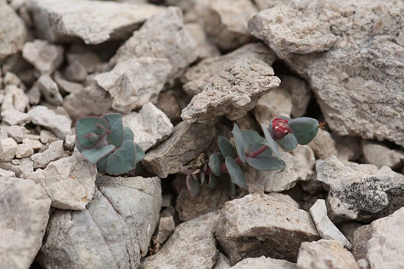 Файл:Euphorbia fontqueriana.JPG