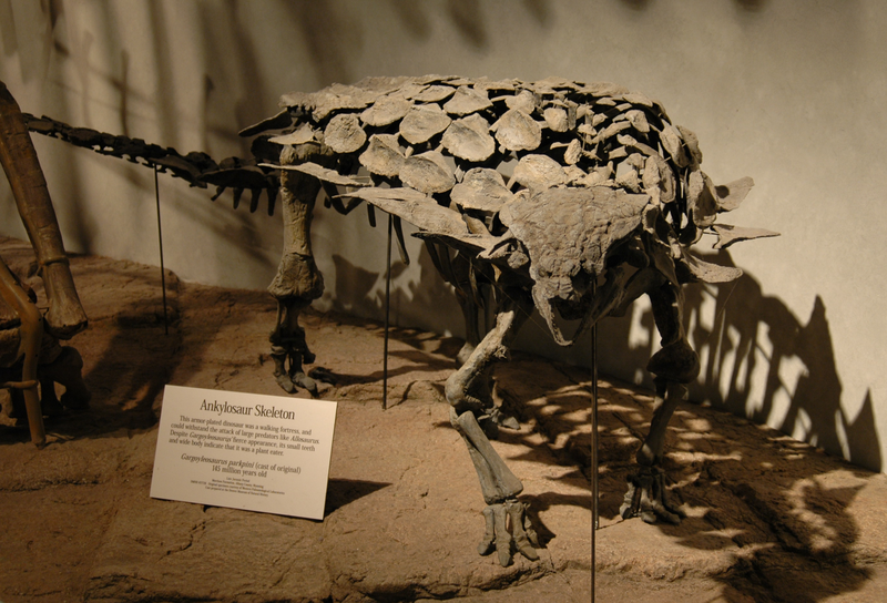 Archivo:Gargoyleosaurus.png