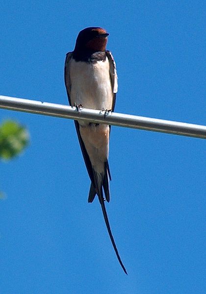 Файл:Hirundo rustica0.jpg