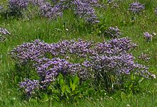 Limonium spp.jpg