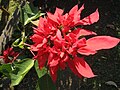 Poinsettia with multiple bracts