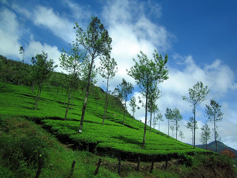 File:Munnar Hillscape.jpg