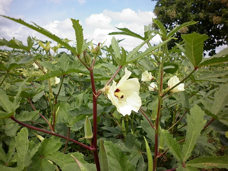 Archivo:Okra(Abelmoschus esculentus).JPG