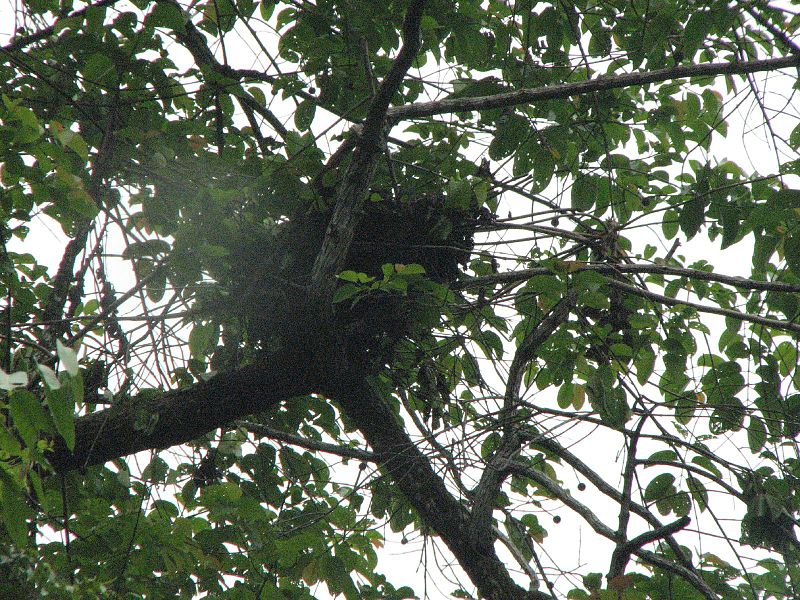 Файл:Orangutan Nest.jpg