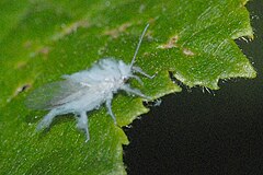 Winged specimen