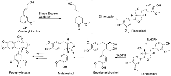 Proposed biosynthetic pathway leading to podophyllotoxin.