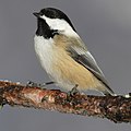 A Black-capped Chickadee.