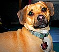 Two-year-old fawn Puggle