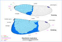 Illustration of wing veins