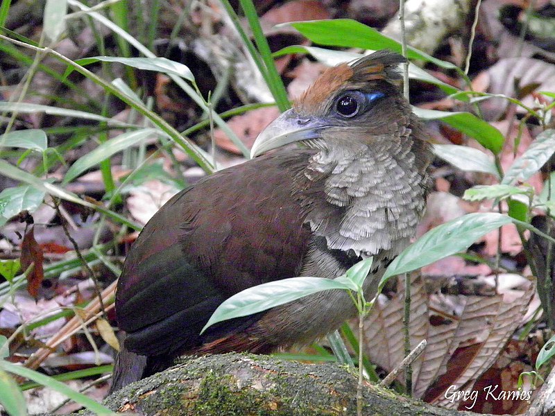 File:Rufous-vented Ground Cuckoo.jpg