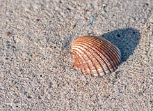 Seashell in the sand