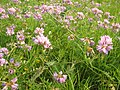 A field with crownvetch