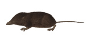 Thumbnail for Himalayan shrew