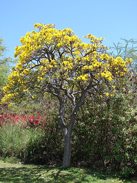 Archivo:Starr 070402-6237 Tabebuia aurea.jpg